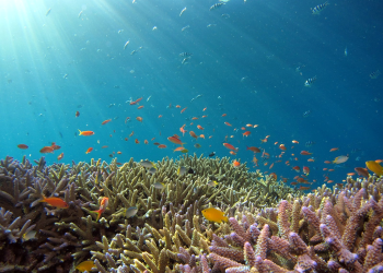 Sivendra Michael: Fiji's 6,000 sq km of Reefs Under Pressure