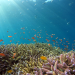 Sivendra Michael: Fiji's 6,000 sq km of Reefs Under Pressure